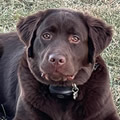 Buffy's pup