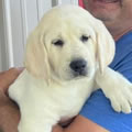 Christina's pup