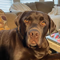 Kaitlyn's pup